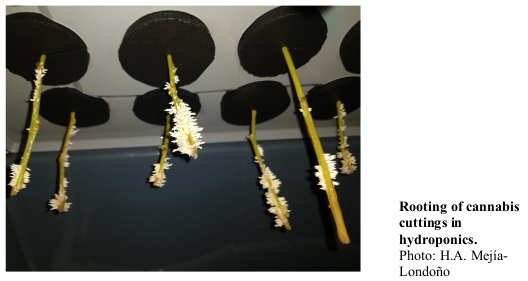 Rooting of cannabis cuttings in hydroponics. Photo: H.A. Mejía-Londoño