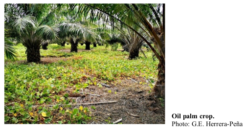 Oil palm crop. Photo: G.E. Herrera-Peña