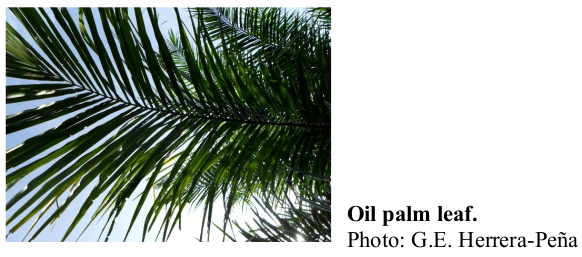 Oil palm leaf. Photo: G.E. Herrera-Peña