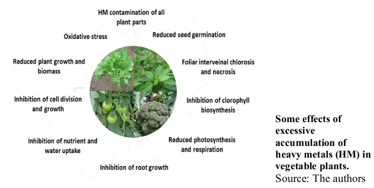 Some effects of excessive accumulation of heavy metals (HM) in vegetable plants. Source: The authors
