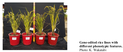 Gene-edited rice lines with different phenotypic features. Photo: K. Wakatabi