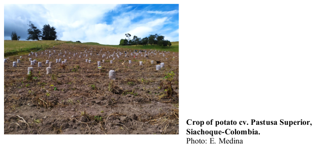 Crop of potato cv. Pastusa Superior, Siachoque-Colombia. Photo: E. Medina