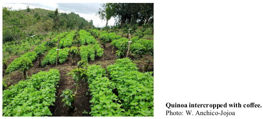 Quinoa intercropped with coffee. Photo: W. Anchico-Jojoa
