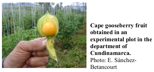 Cape gooseberry fruit obtained in an experimental plot in the department of Cundinamarca. Photo: E. Sánchez-Betancourt