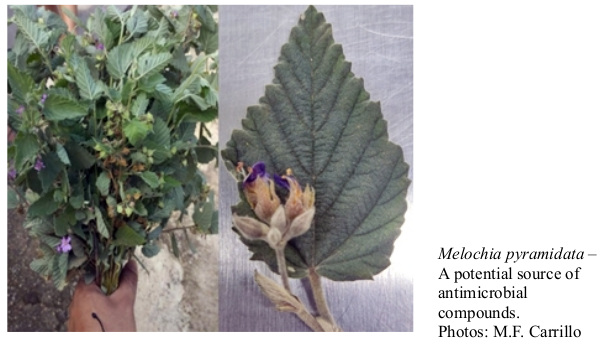 Melochia pyramidata – A potential source of antimicrobial compounds. Photos: M.F. Carrillo