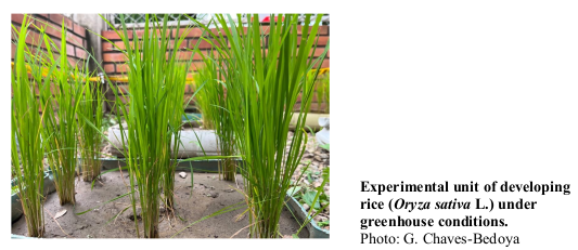 Experimental unit of developing rice (Oryza sativa L.) under greenhouse conditions. Photo: G. Chaves-Bedoya