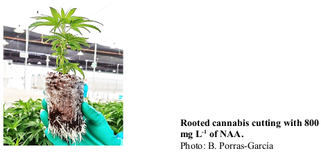 Rooted cannabis cutting with 800 mg L-1 of NAA. Photo: B. Porras-García