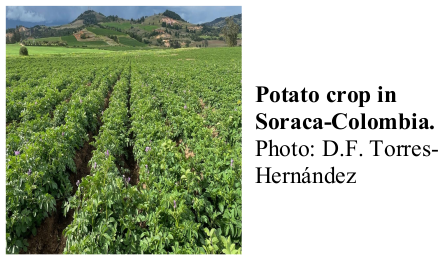 Potato crop in Soraca-Colombia. Photo: D.F. Torres-Hernández
