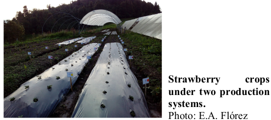 Strawberry crops under two production systems. Photo: E.A. Flórez
