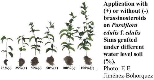 Application with (+) or without (-) brassinosteroids on Passiflora edulis f. edulis Sims grafted under different water level soil (%). Photo: E.F. Jiménez-Bohorquez