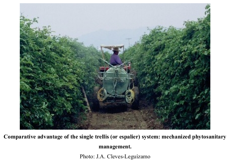 Comparative advantage of the single trellis (or espalier) system: mechanized phytosanitary management.  Photo: J.A. Cleves-Leguízamo