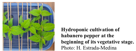 Hydroponic cultivation of habanero pepper at the beginning of its vegetative stage. Photo: H. Estrada-Medina