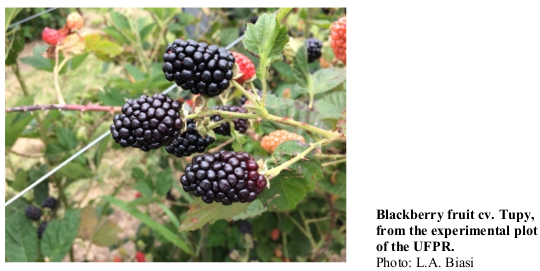 Blackberry fruit cv. Tupy, from the experimental plot of the UFPR. Photo: L.A. Biasi