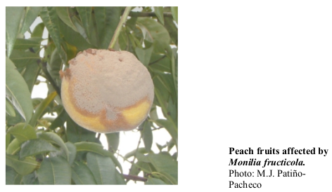 Peach fruits affected by Monilia fructicola. Photo: M.J. Patiño-Pacheco