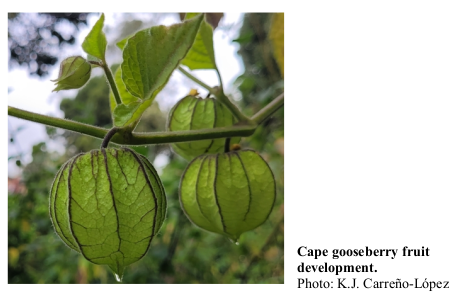 Cape gooseberry fruit development. Photo: K.J. Carreño-López