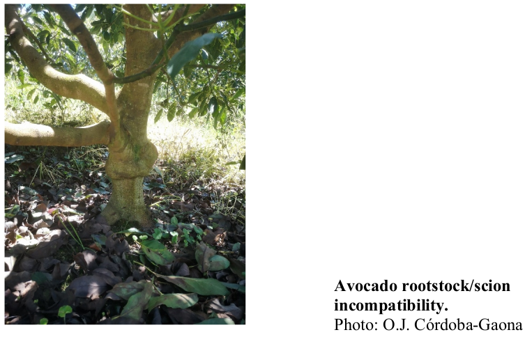 Avocado rootstock/scion incompatibility. Photo: O.J. Córdoba-Gaona