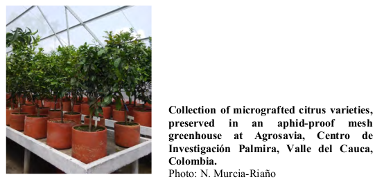 Collection of micrografted citrus varieties, preserved in an aphid-proof mesh greenhouse at Agrosavia, Centro de Investigación Palmira, Valle del Cauca, Colombia. Photo: N. Murcia-Riaño