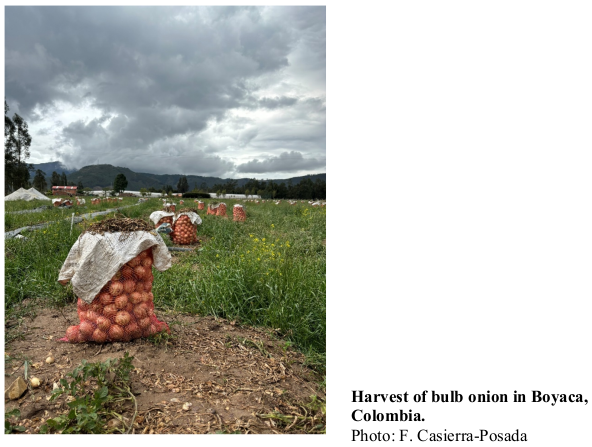 Harvest of bulb onion in Boyaca, Colombia. Photo: F. Casierra-Posada