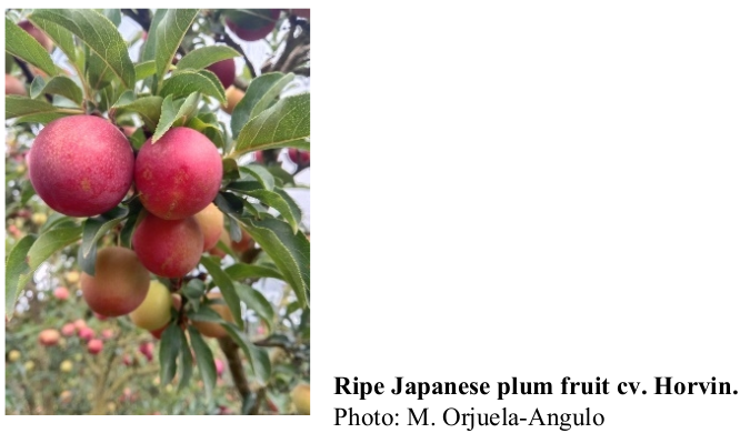 Ripe Japanese plum fruit cv. Horvin. Photo: M. Orjuela-Angulo