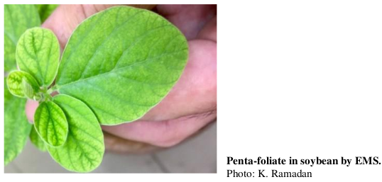 Penta-foliate in soybean by EMS. Photo: K. Ramadan