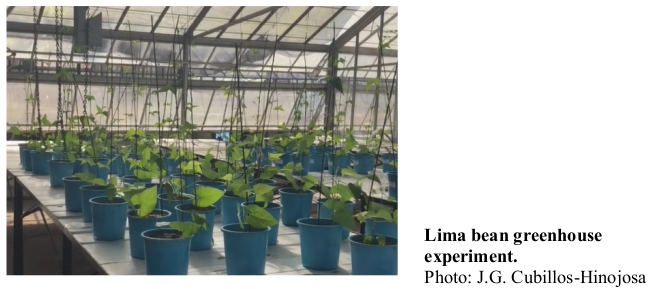 Lima bean greenhouse experiment. Photo: J.G. Cubillos-Hinojosa