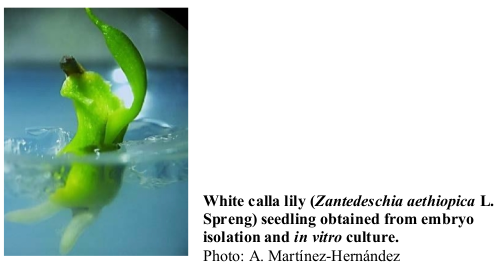 White calla lily (Zantedeschia aethiopica L. Spreng) seedling obtained from embryo isolation and in vitro culture. Photo: A. Martínez-Hernández