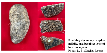 Breaking dormancy in apical, middle, and basal sections of hawthorn yam. Photo: D.-B. Sánchez-López