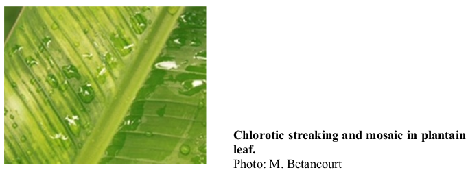 Chlorotic streaking and mosaic in plantain leaf. Photo: M. Betancourt