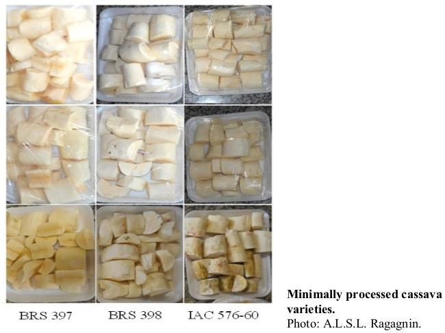 Minimally processed cassava varieties. Photo: A.L.S.L. Ragagnin