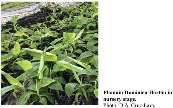 Plantain Dominico-Hartón in nursery stage. Photo: D.A. Cruz-Lara