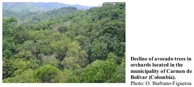 Decline of avocado trees in orchards located in the municipality of Carmen de Bolivar (Colombia). Photo: O. Burbano-Figueroa