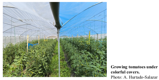 Growing tomatoes under colorful covers. Photo: A. Hurtado-Salazar