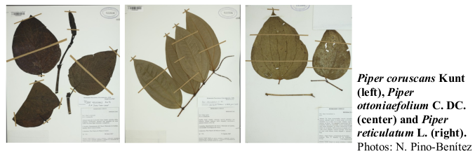 Piper coruscans Kunt (left), Piper ottoniaefolium C. DC. (center) and Piper reticulatum L. (right). Photos: N. Pino-Benítez