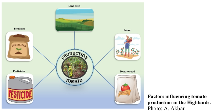 Factors influencing tomato production in the Highlands. Photo: A. Akbar