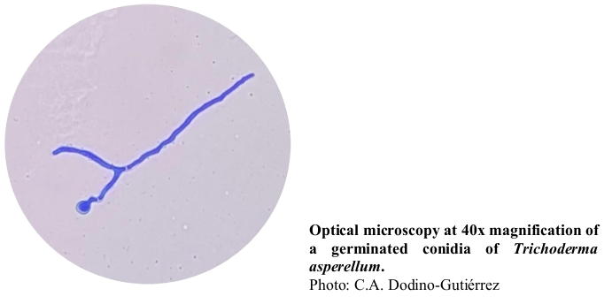 Optical microscopy at 40x magnification of a germinated conidia of Trichoderma asperellum.  Photo: C.A. Dodino-Gutiérrez