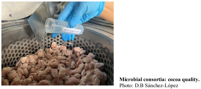 Microbial consortia: cocoa quality. Photo: D.B Sánchez-López