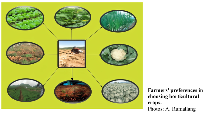 Farmers' preferences in choosing horticultural crops. Photos: A. Rumallang