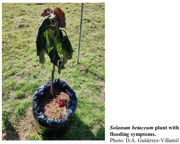 Solanum betaceum plant with flooding symptoms. Photo: D.A. Gutiérrez-Villamil