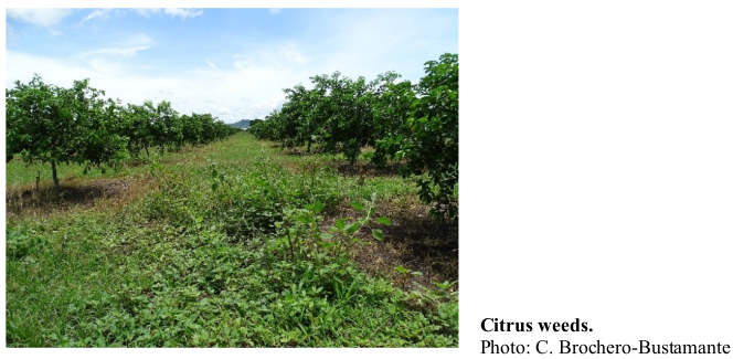 Citrus weeds. Photo: C. Brochero-Bustamante